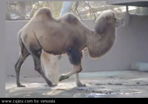 CamelWalk_04.jpg