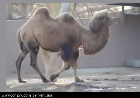CamelWalk_02.jpg