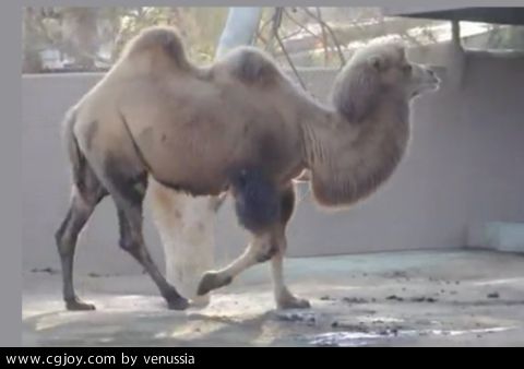 CamelWalk_03.jpg