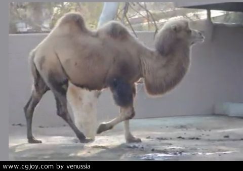 CamelWalk_05.jpg