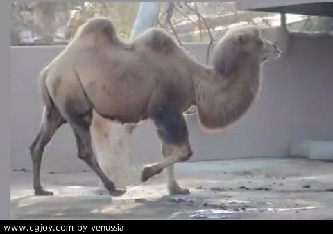 CamelWalk_06.jpg