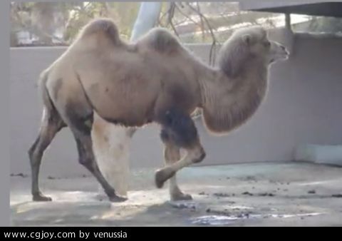 CamelWalk_07.jpg