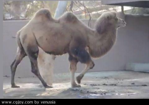CamelWalk_10.jpg
