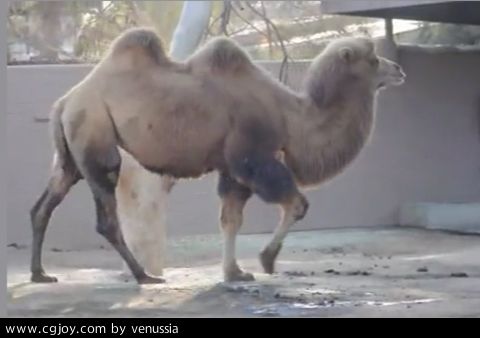 CamelWalk_11.jpg