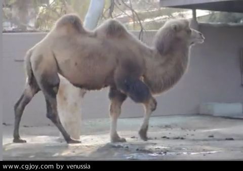 CamelWalk_12.jpg