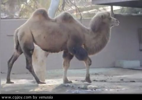 CamelWalk_13.jpg