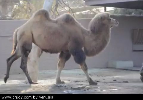 CamelWalk_20.jpg