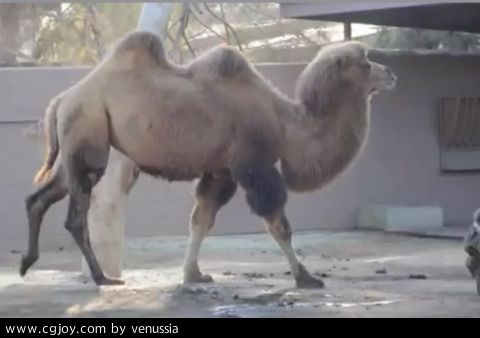 CamelWalk_21.jpg