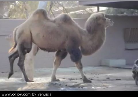 CamelWalk_22.jpg