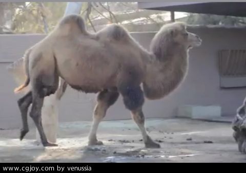CamelWalk_24.jpg