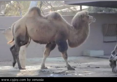 CamelWalk_25.jpg