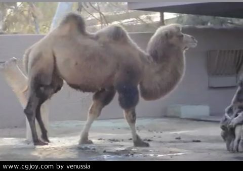 CamelWalk_27.jpg