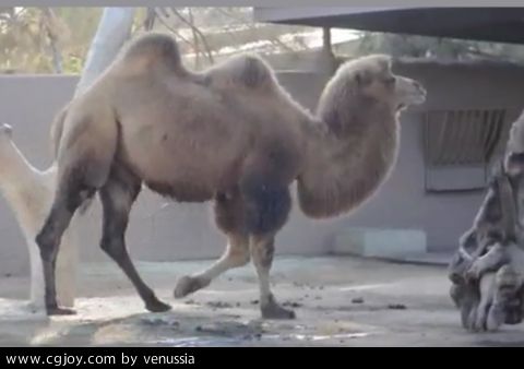 CamelWalk_32.jpg