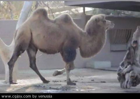 CamelWalk_34.jpg