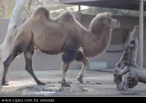 CamelWalk_41.jpg