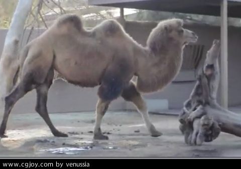 CamelWalk_44.jpg