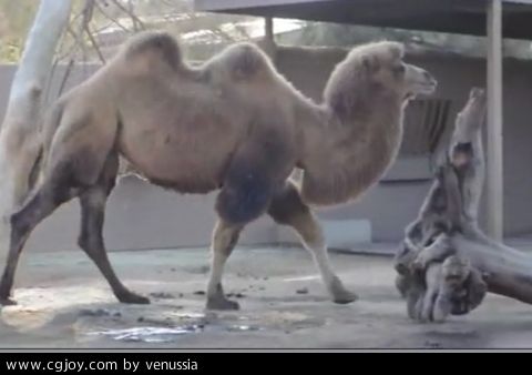 CamelWalk_45.jpg