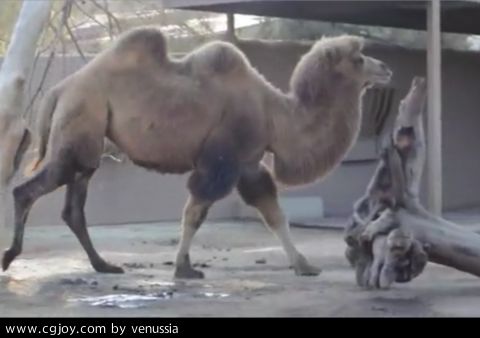 CamelWalk_47.jpg