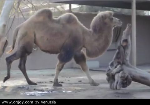 CamelWalk_48.jpg
