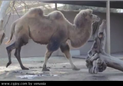 CamelWalk_49.jpg
