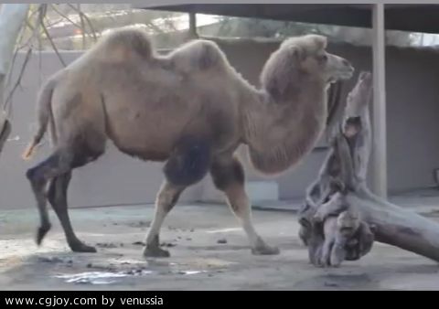 CamelWalk_51.jpg