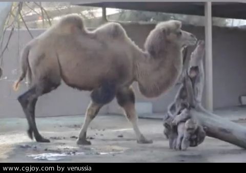 CamelWalk_52.jpg