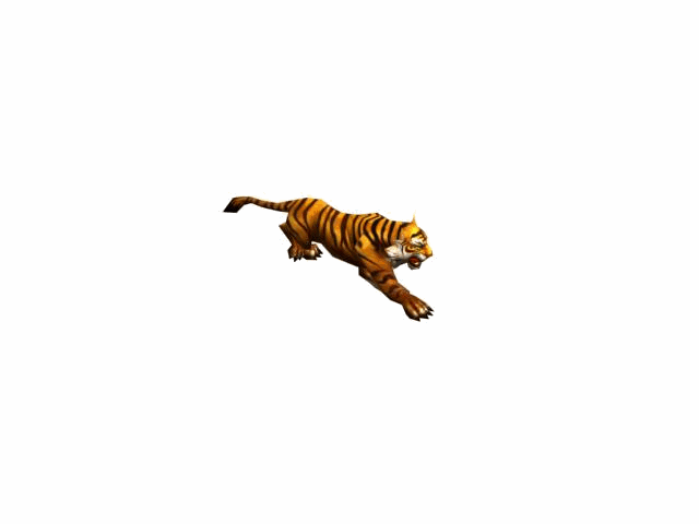 老虎奔跑GIF图片