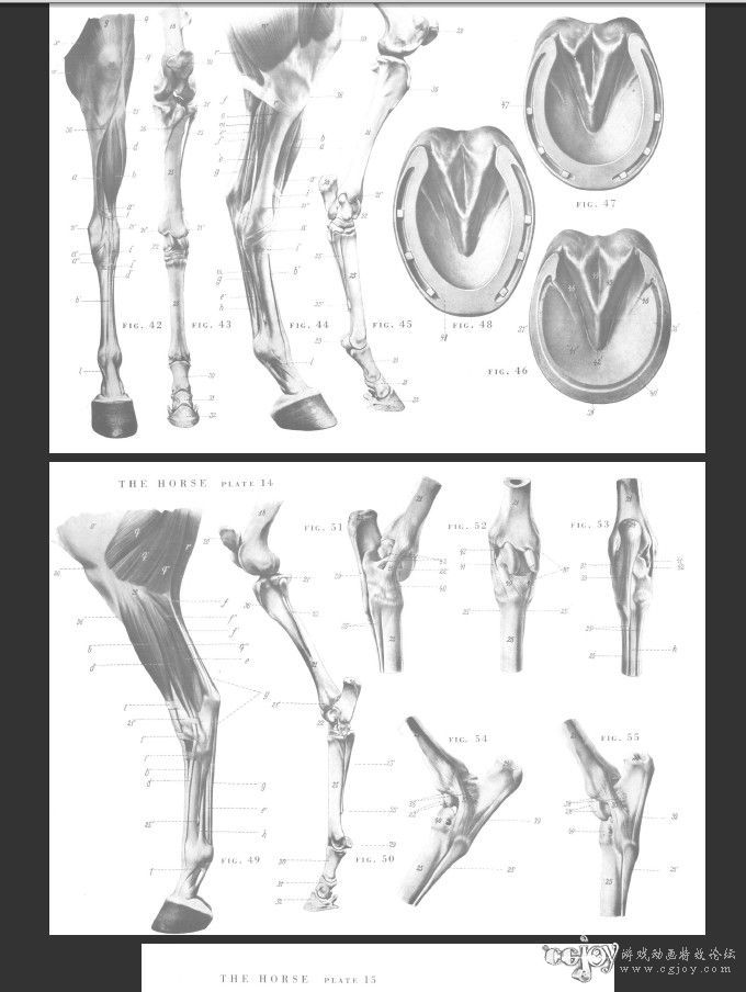 An.Atlas.Of.Animal.Anatomy.For.Artists.jpg