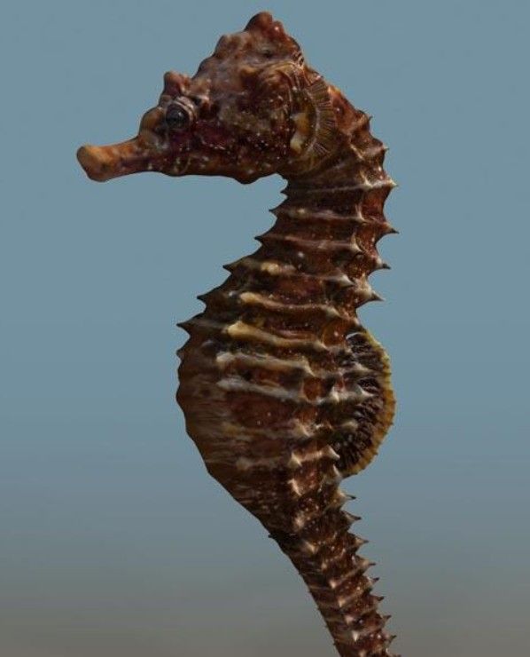 025hippocampi.jpg