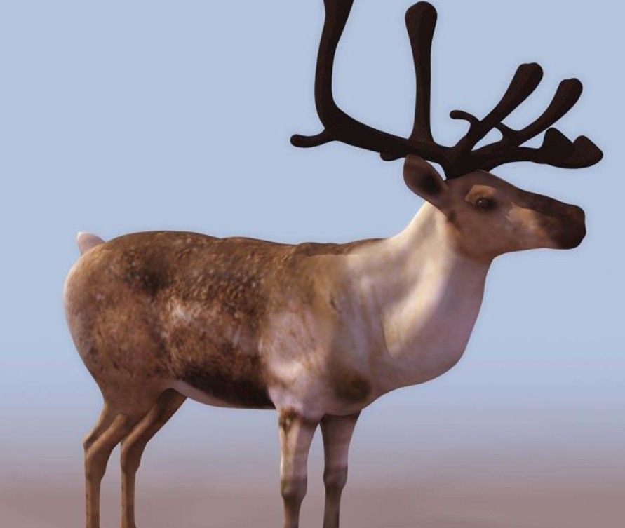 Белохвостый олень в тайге. Белохвостый олень пятнистый. Животный мир сахалинской области. Северный олень 3d. Олененок 3д модель.