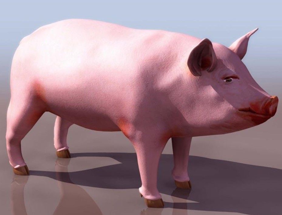 031ֵpig.jpg