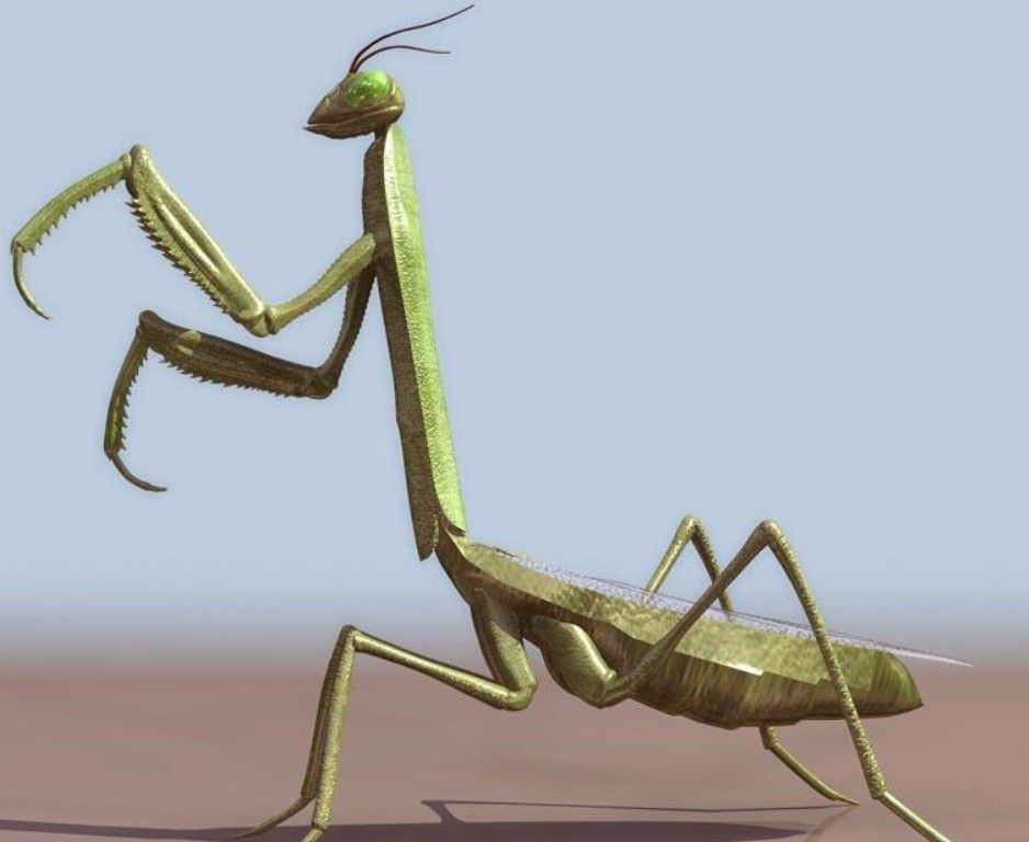 038mantis.jpg