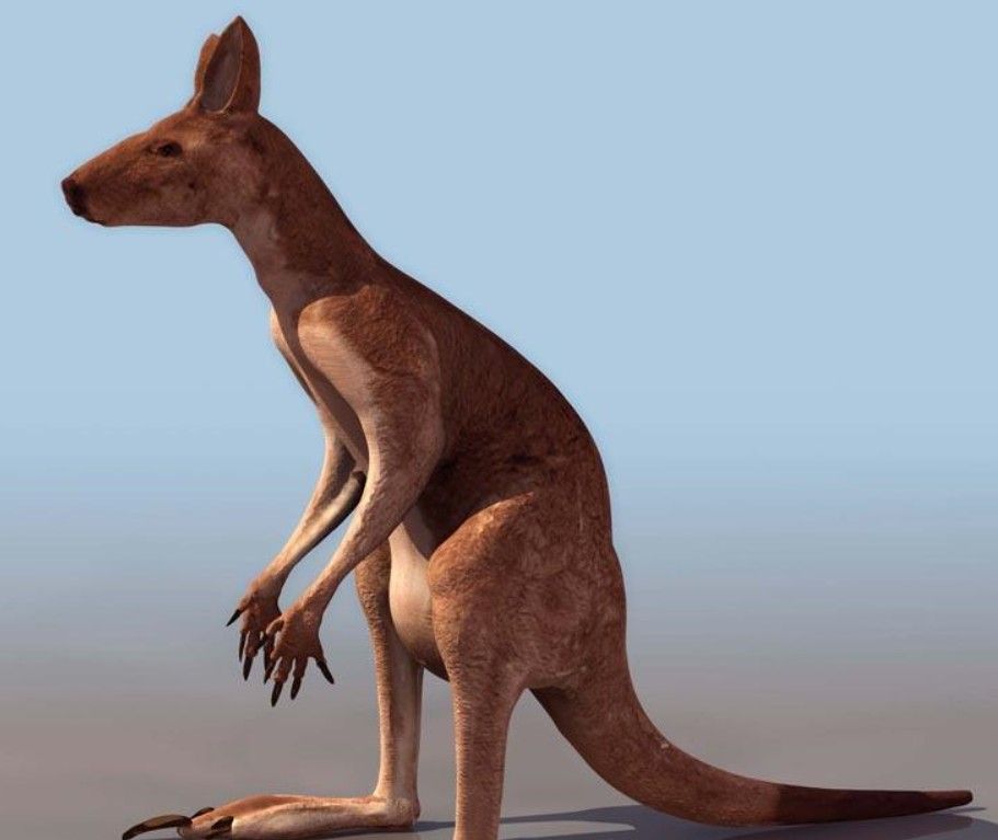 042kangaroo.jpg