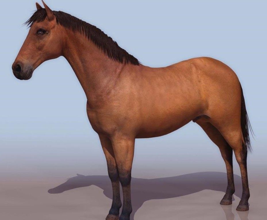 043HORSE.jpg