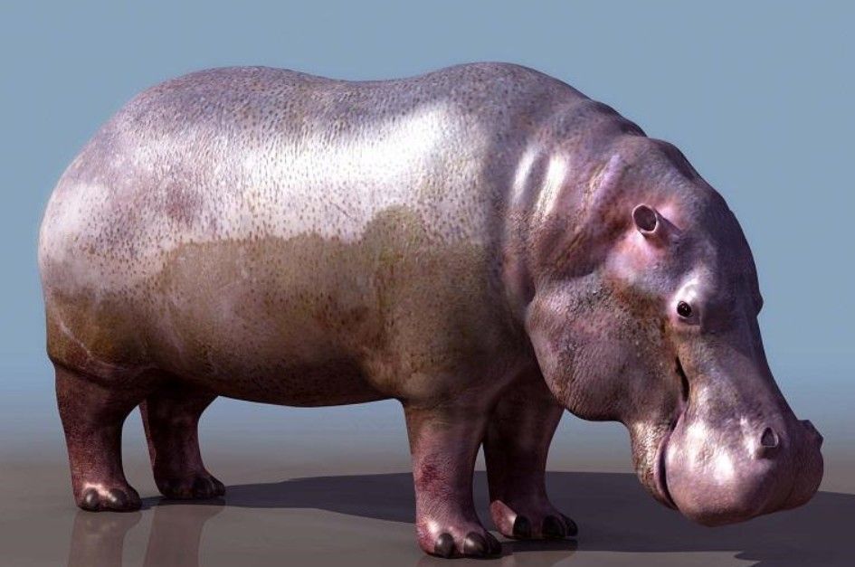 0044hippopotamus  ģ.jpg