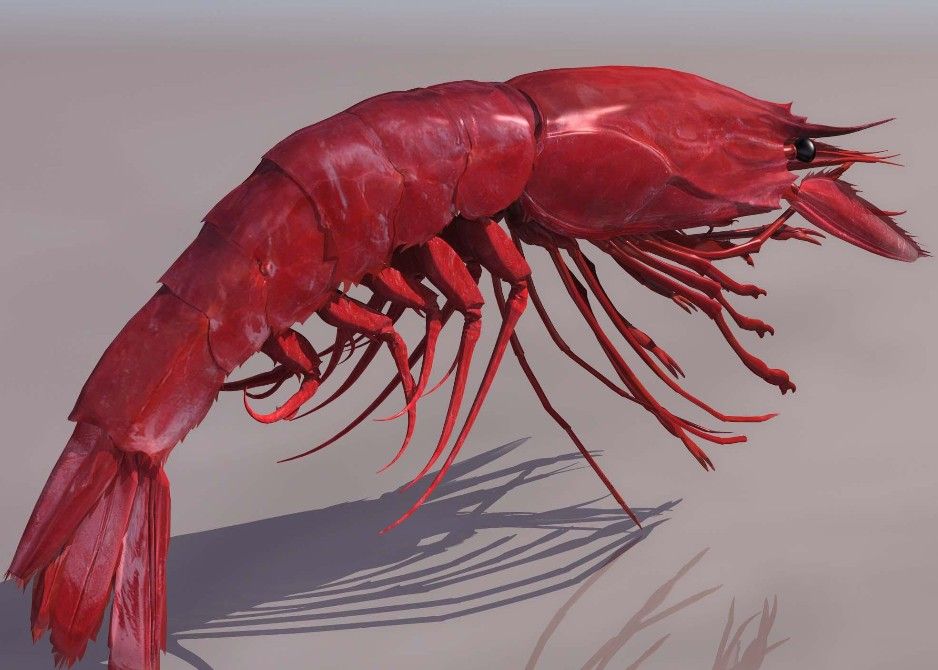 081LPRAWN Ϻģ02.jpg