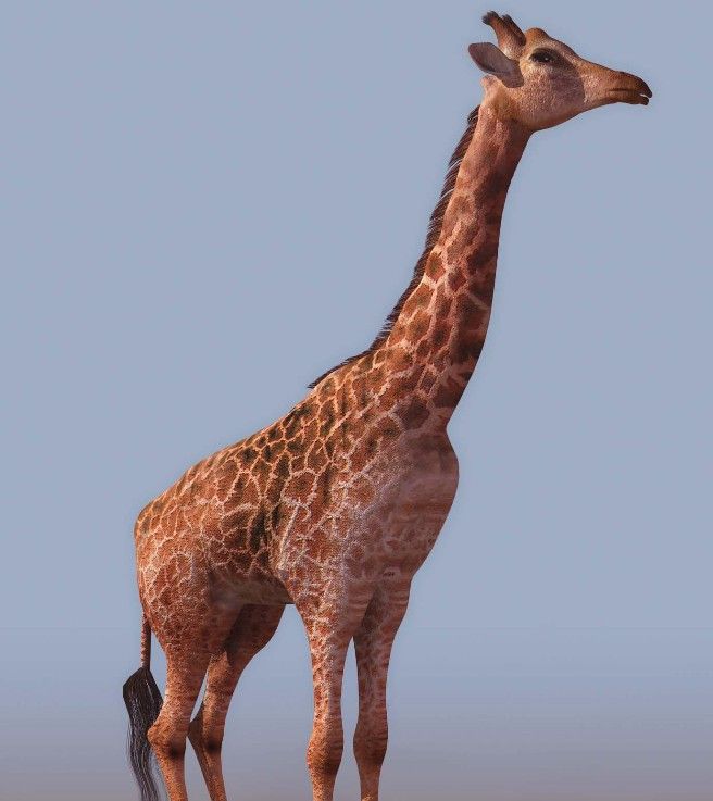 087GIRAFFE ¹01.jpg