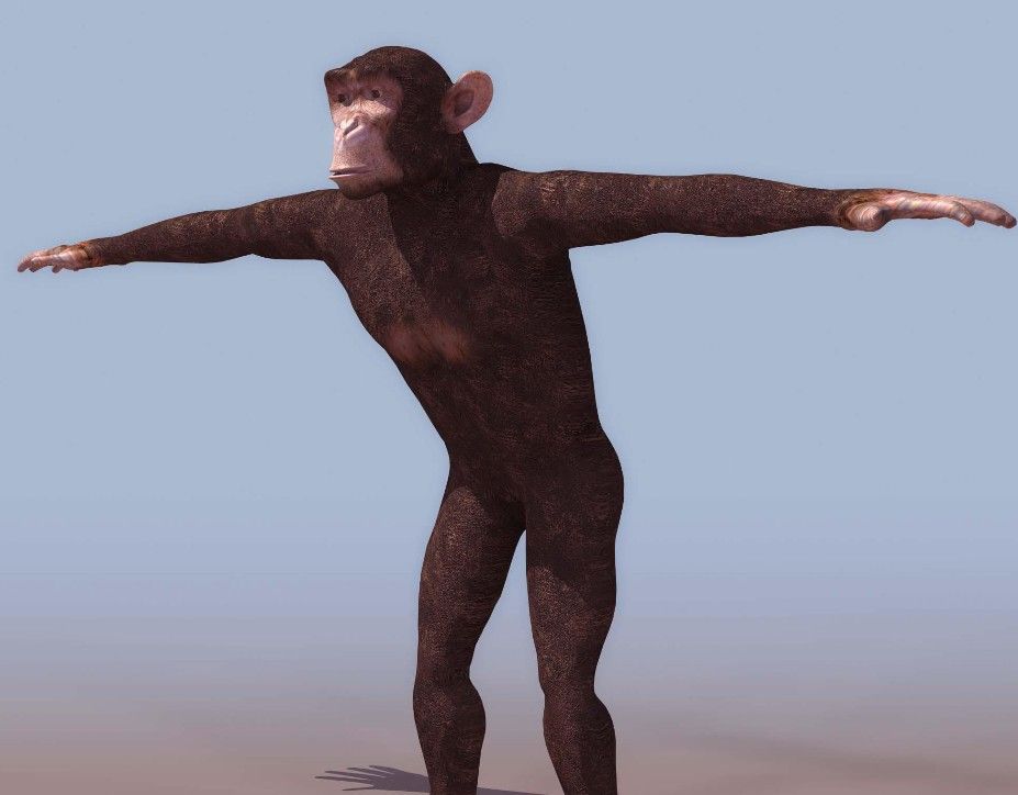 094CHIMP ģ01.jpg