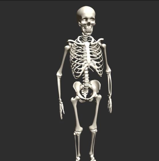 071߾ Skeleton  ģ.jpg