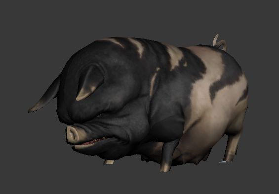 Bigpig.jpg