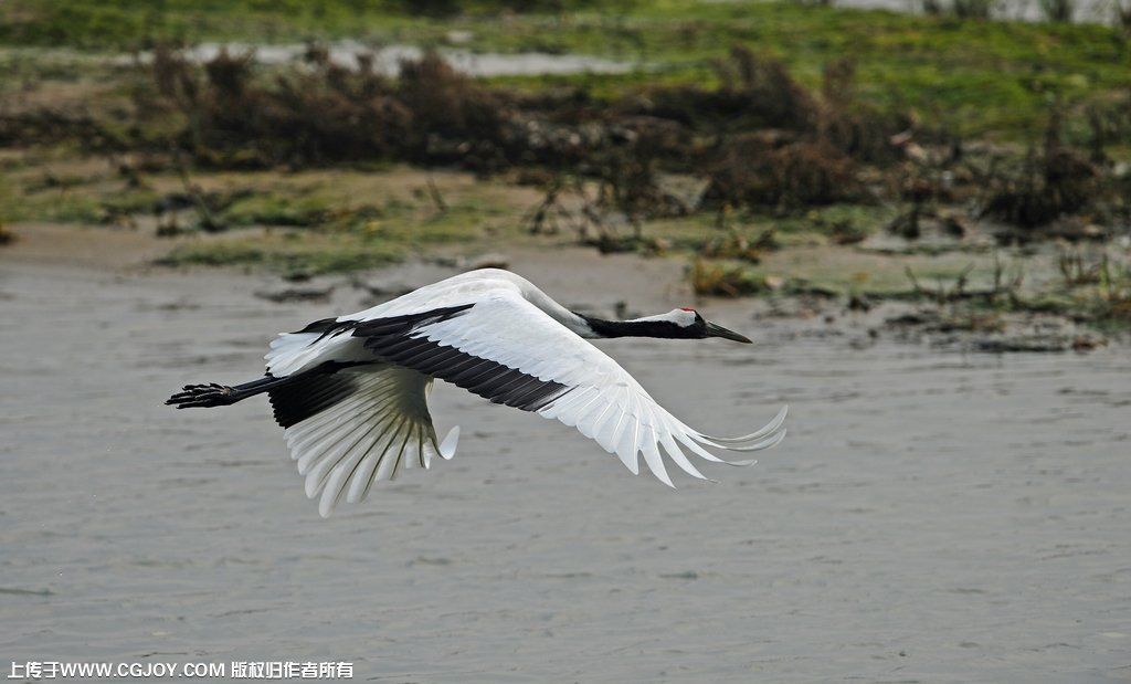 crane wing a.jpg