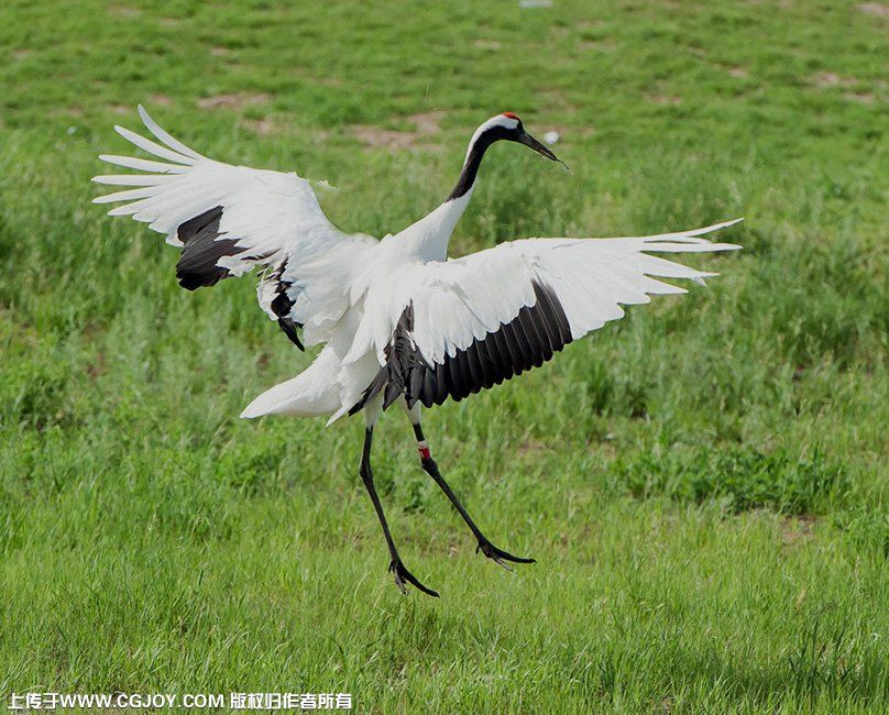 crane wings g.jpg