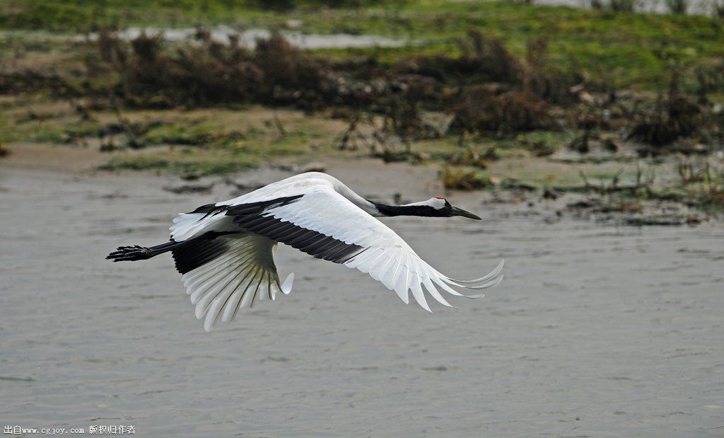 crane wing a.jpg