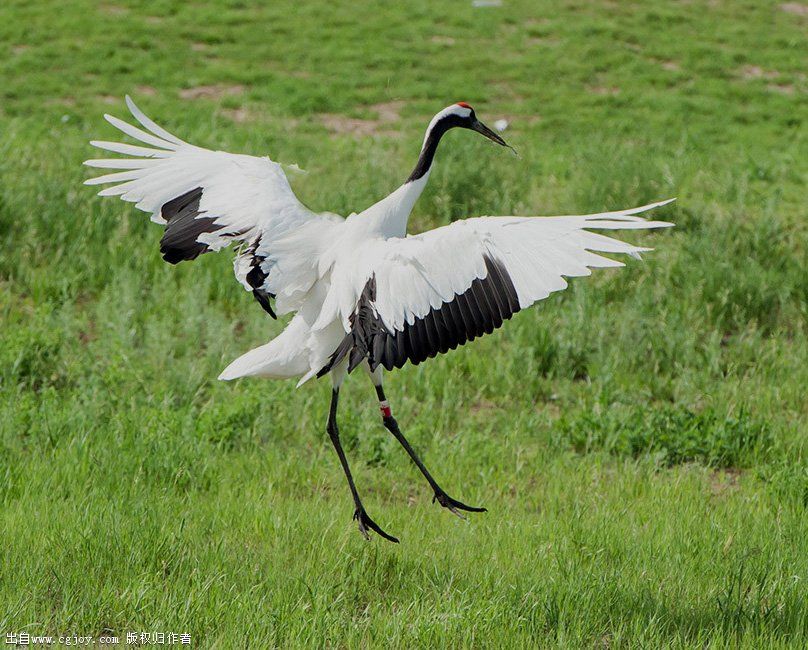 crane wings g.jpg