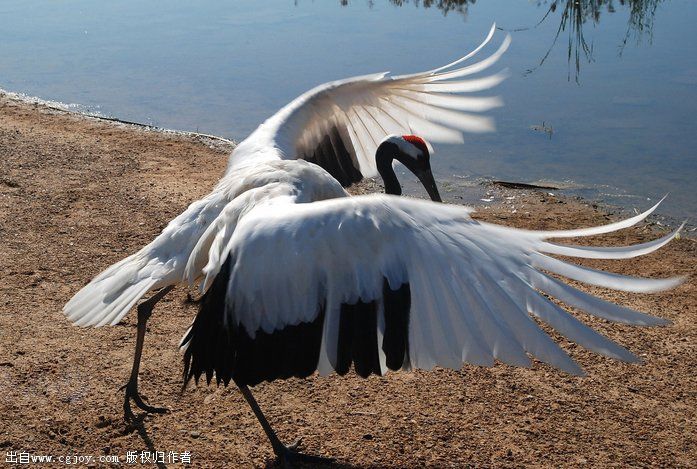 crane wings h.jpg