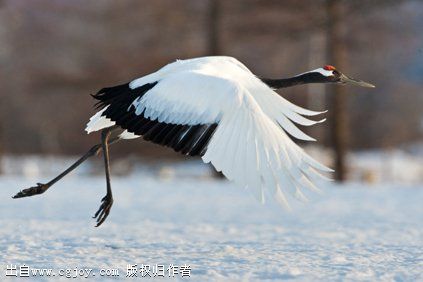 red_crowned_crane.jpg