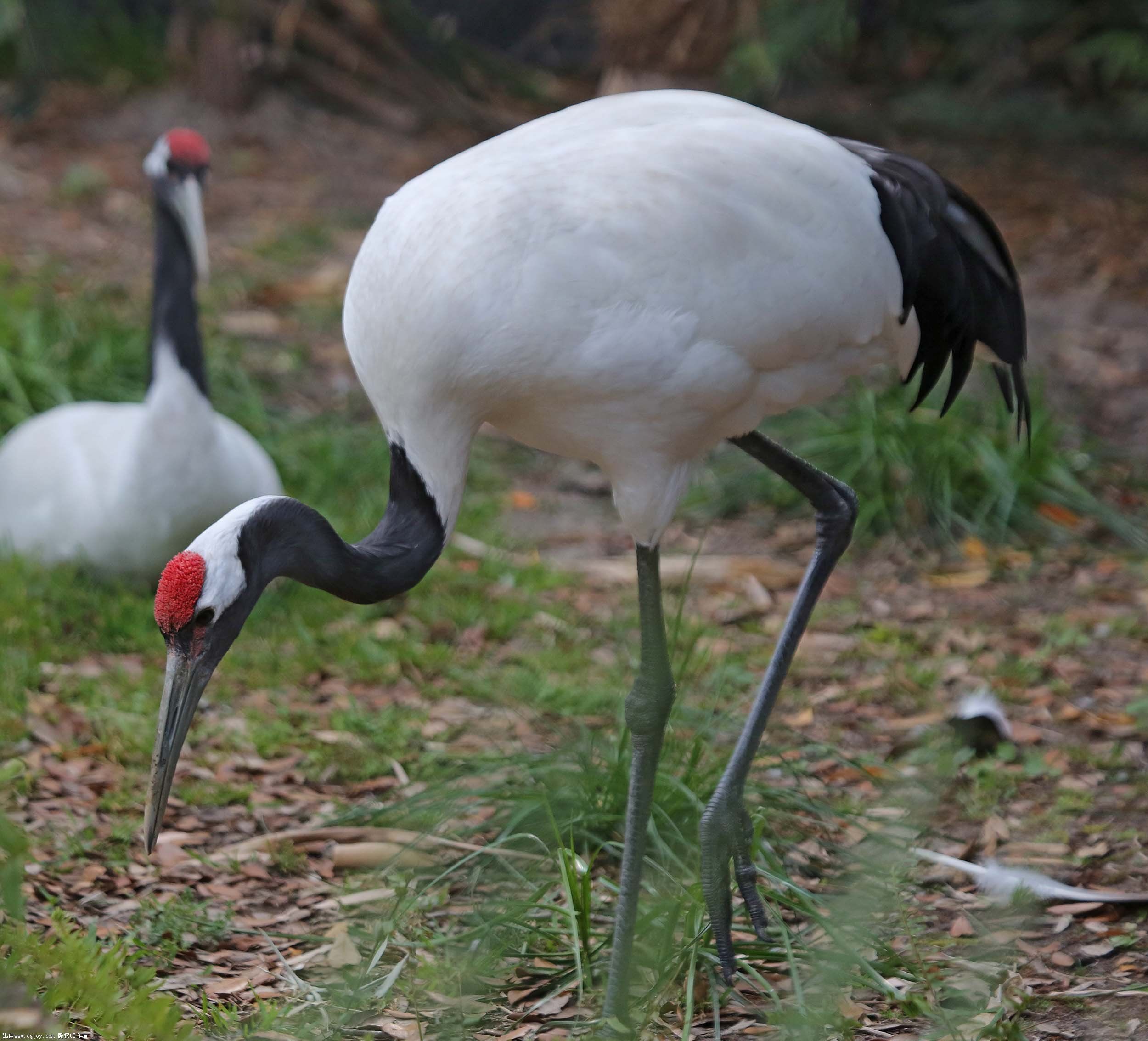 Red-crowned crane 2015 A.jpg