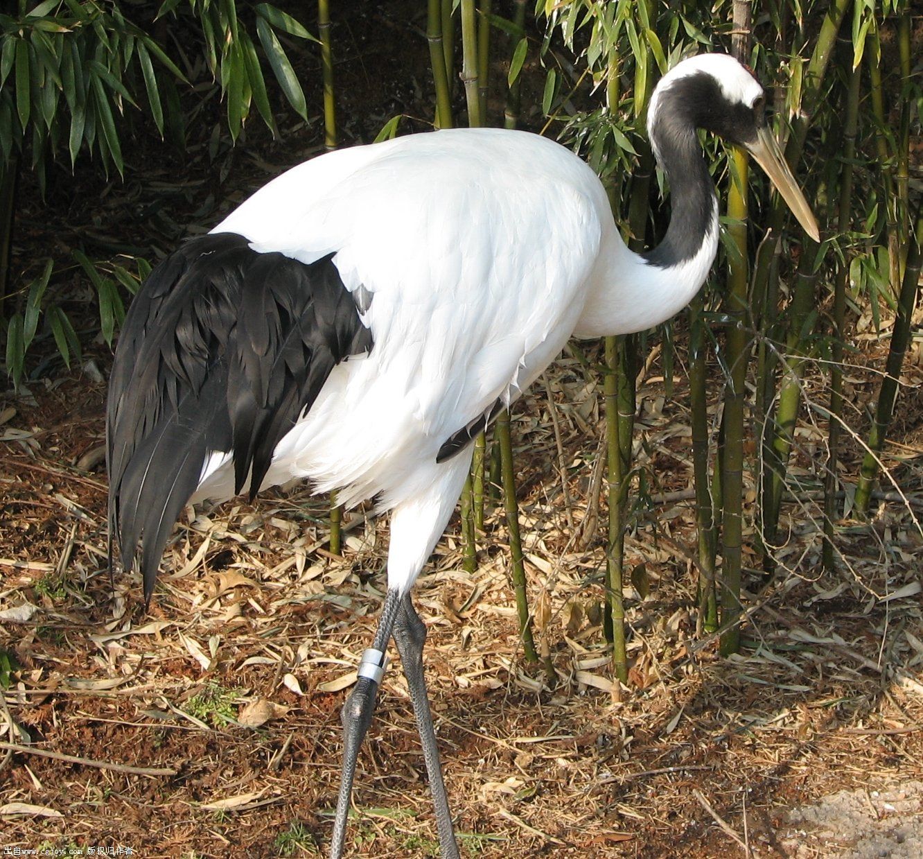 Red-crowned crane 2015 D.jpg