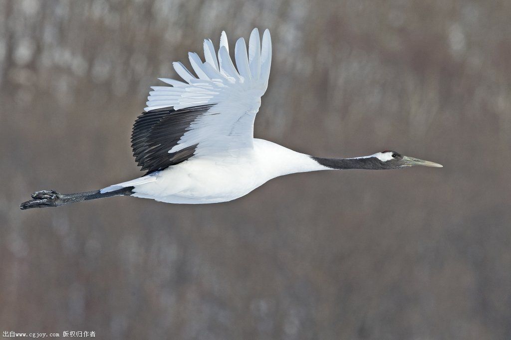 Red-crowned crane 2015 E.jpg