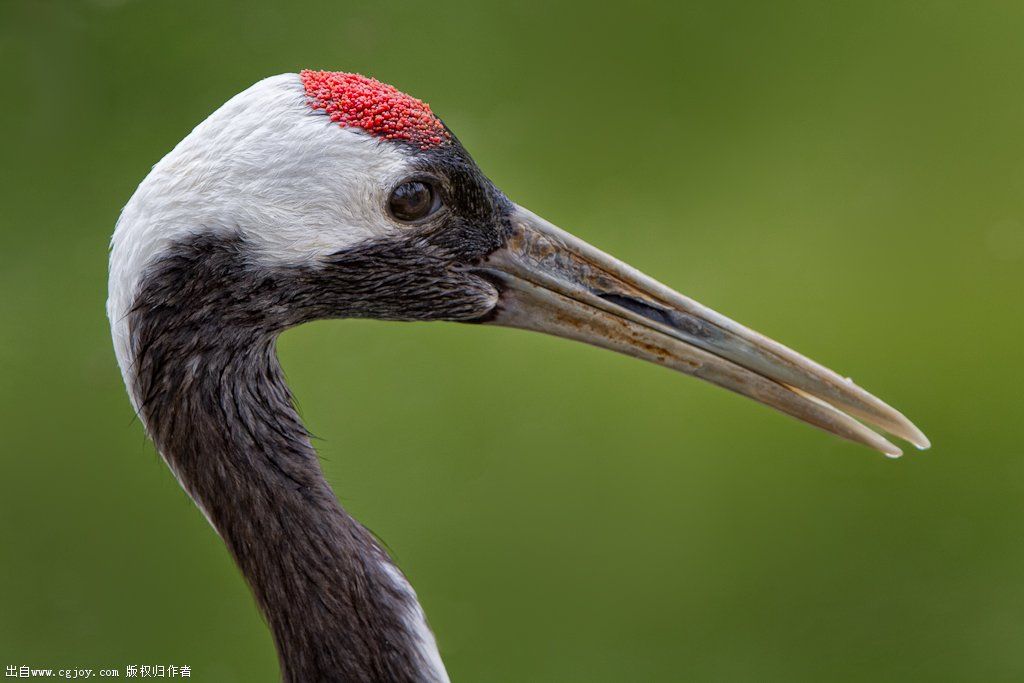 Red-crowned crane 2015 F.jpg